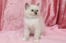 ラグドール【北海道・男の子・2016年8月8日・ブルーポイントミテッド】の写真1
