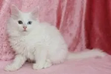 メインクーン【北海道・女の子・2020年4月9日・ホワイト(オッドアイ)】の写真2