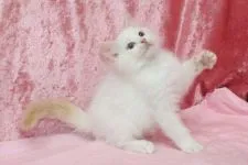 ラグドール【北海道・男の子・2016年8月20日・レッドポイントバイカラー】の写真2