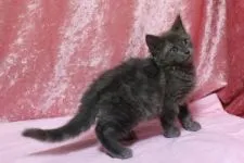 メインクーン【北海道・男の子・2015年10月10日・ブルーソリッド】の写真2