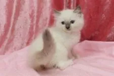 ラグドール【北海道・男の子・2016年8月8日・ブルーポイントミテッド】の写真2