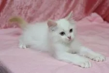 ラグドール【北海道・男の子・2016年8月20日・レッドポイントバイカラー】の写真3