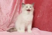 ラグドール【北海道・男の子・2018年1月20日・ブルーポイントバイカラー】の写真4