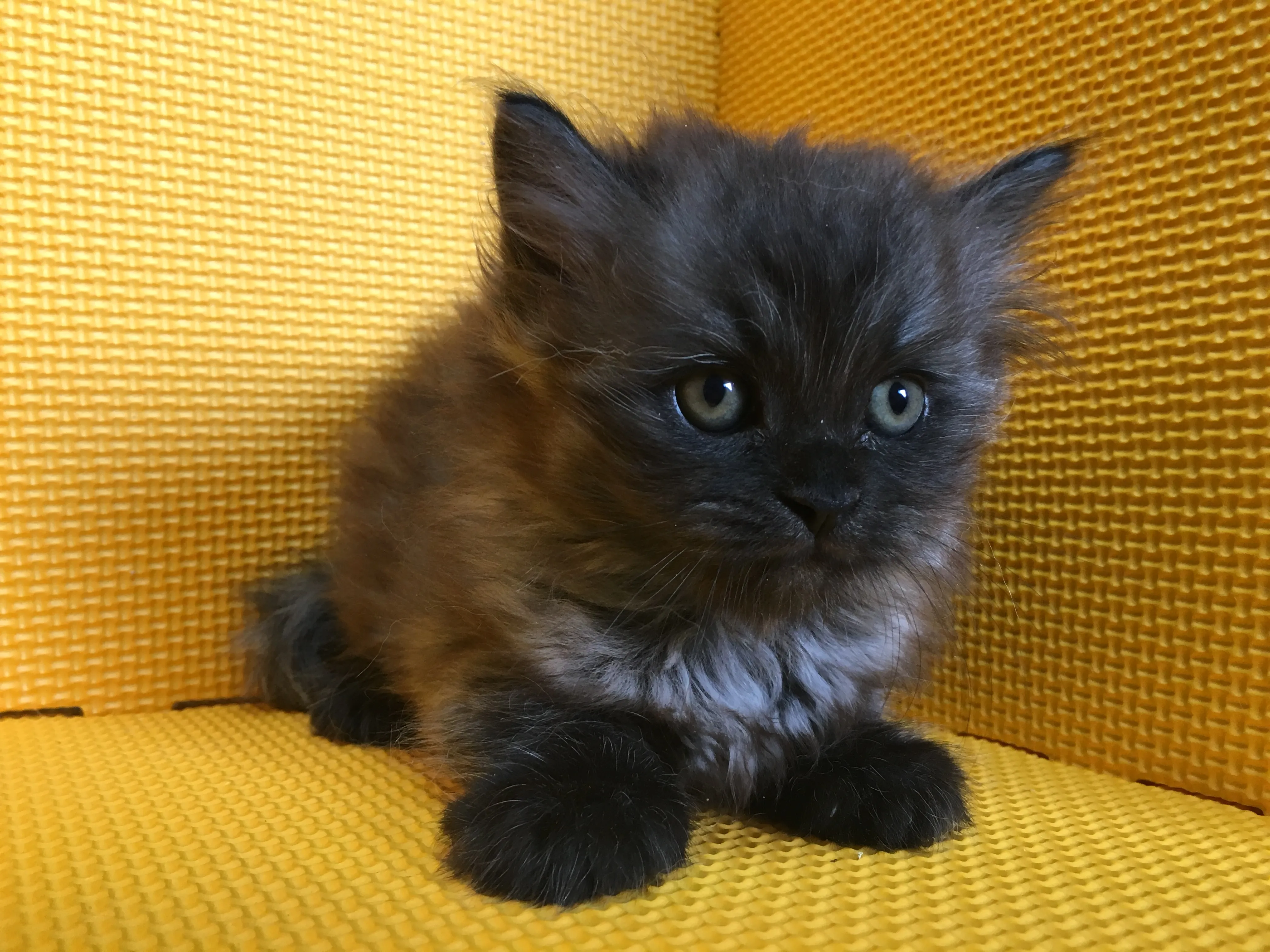 ID：1603-00017の子猫