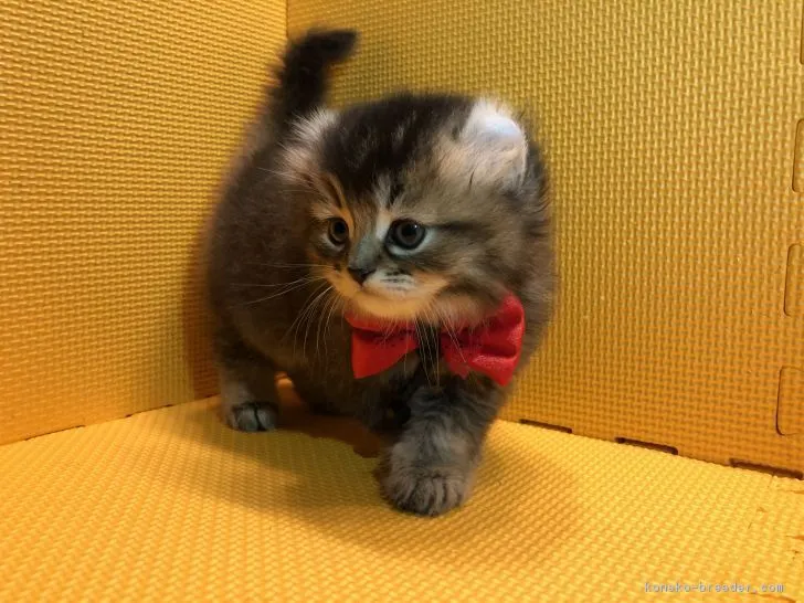 ID:1811-00274の子猫