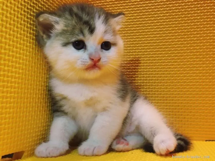 ID:1609-00850の子猫