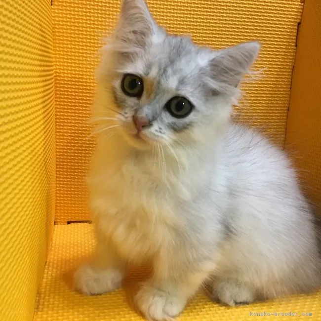 ID:1610-00260の子猫