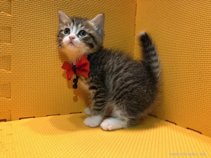 ID:1811-00272の子猫