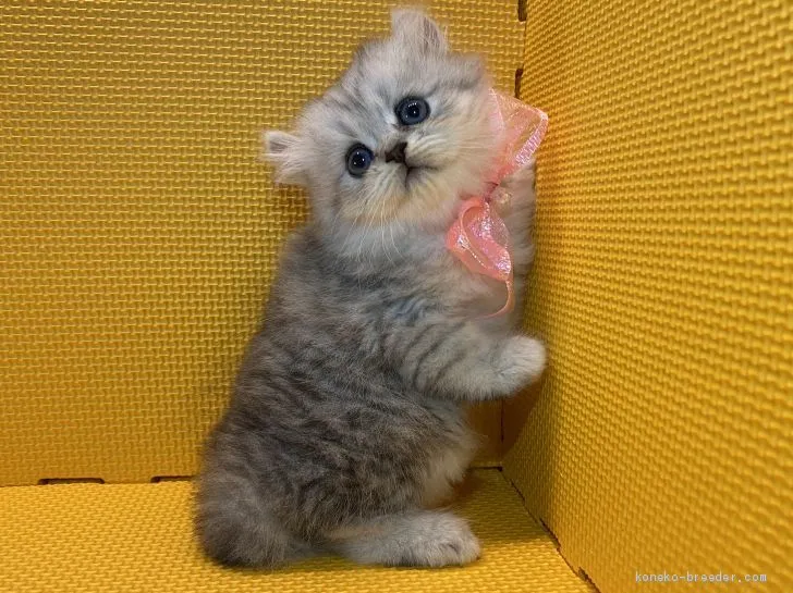 まゆこ 様のお迎えした子猫