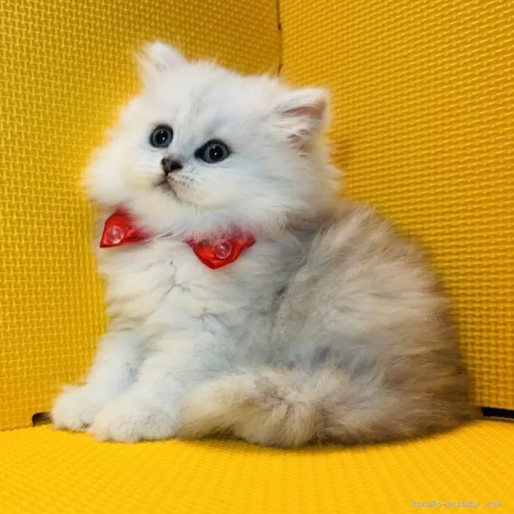 ID：2406-02216の子猫