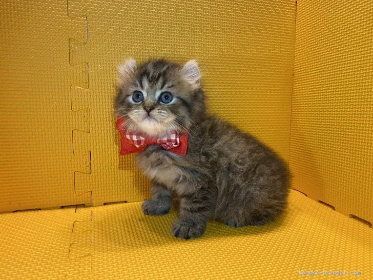 ID：2005-00381の子猫