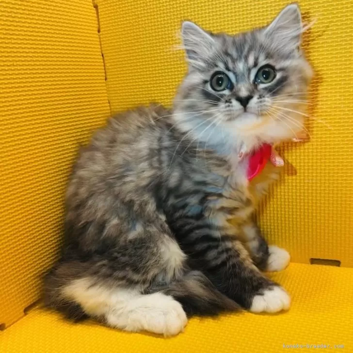 ID：2312-01453の子猫