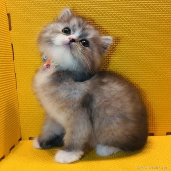 ID：2312-01452の子猫