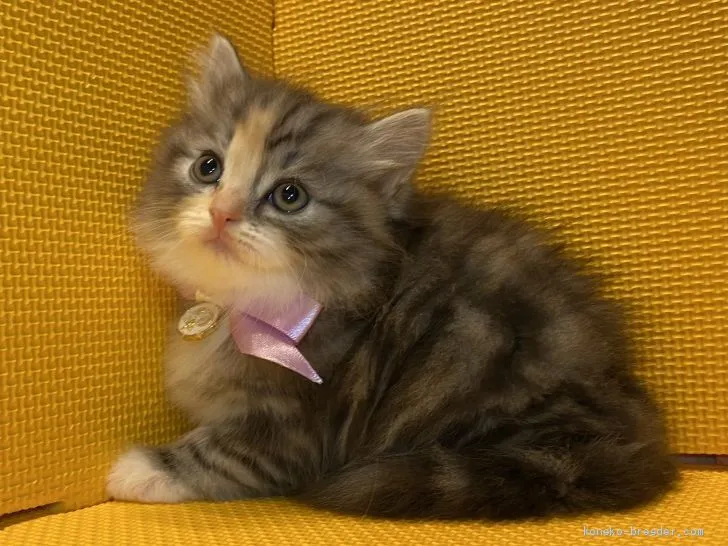 ID:2011-00599の子猫
