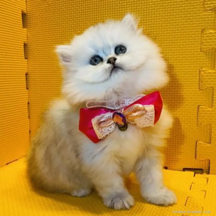 ID：2301-01470の子猫