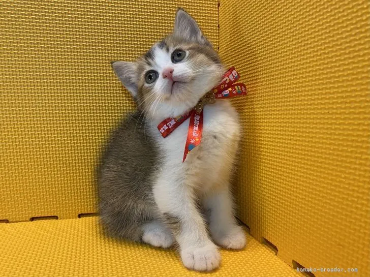 ID：2012-01245の子猫