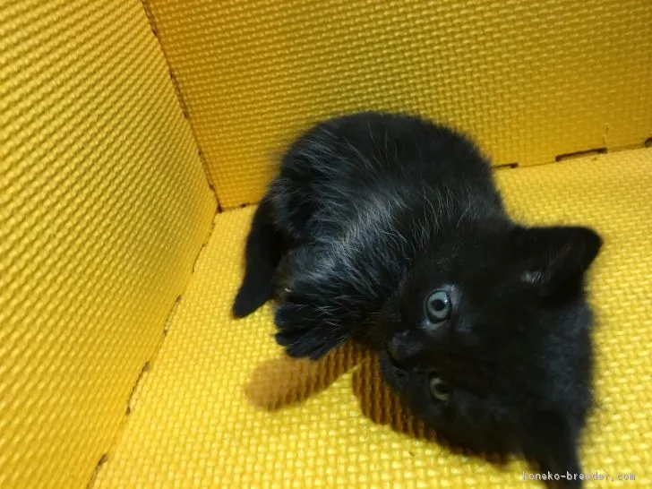 ID：1712-00062の子猫