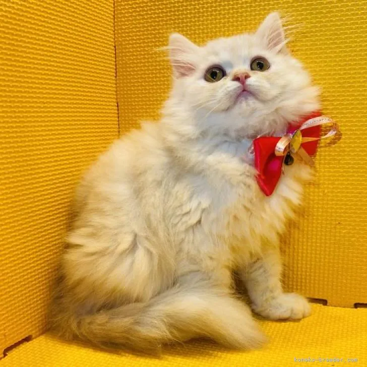 N.K 様のお迎えした子猫