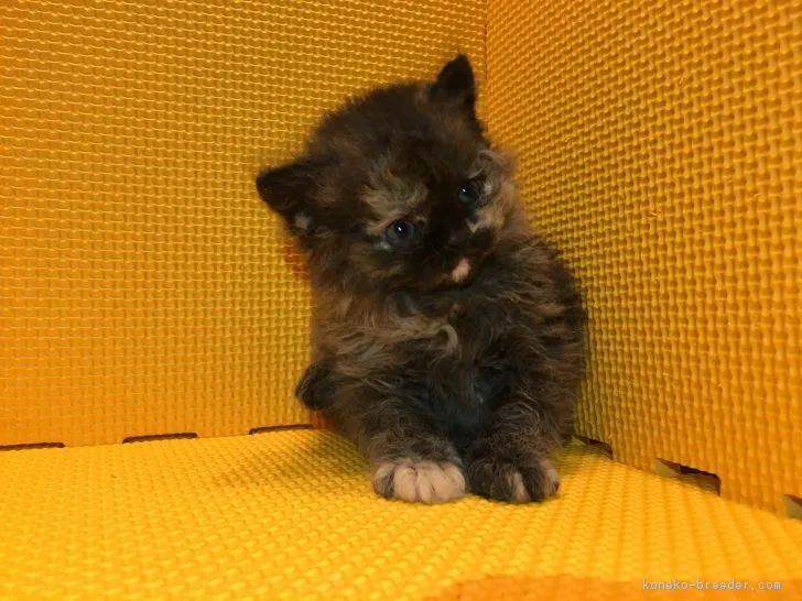 ID：1707-00030の子猫