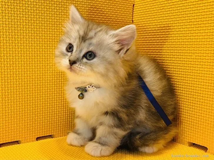 ID：2111-01283の子猫
