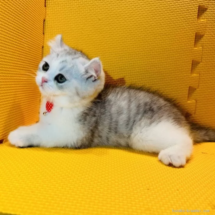 ID:2403-02551の子猫