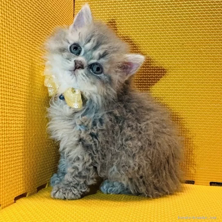 ID：2406-00990の子猫