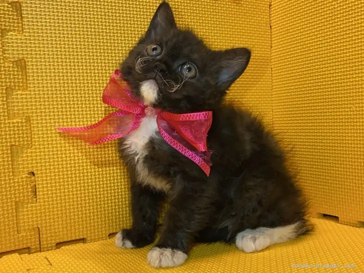 ID:2108-00943の子猫