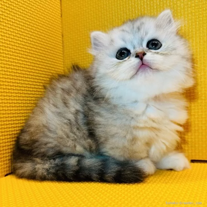 ID:2410-03250の子猫