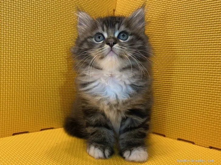 ID：2007-00680の子猫
