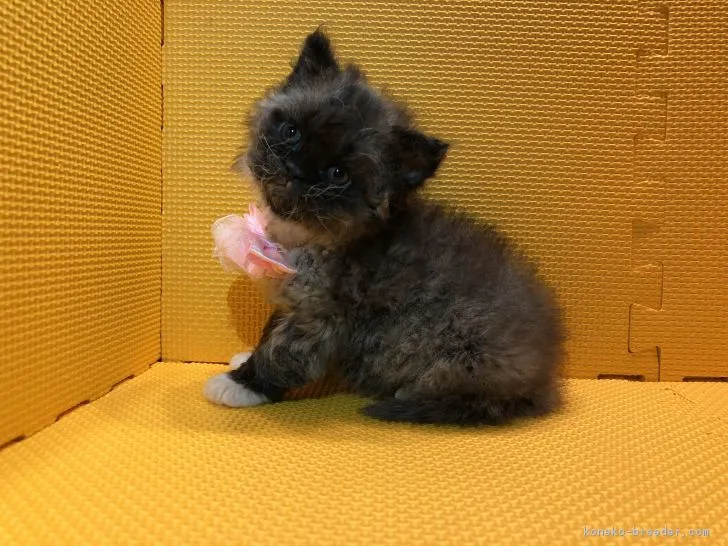 ID:1811-01621の子猫