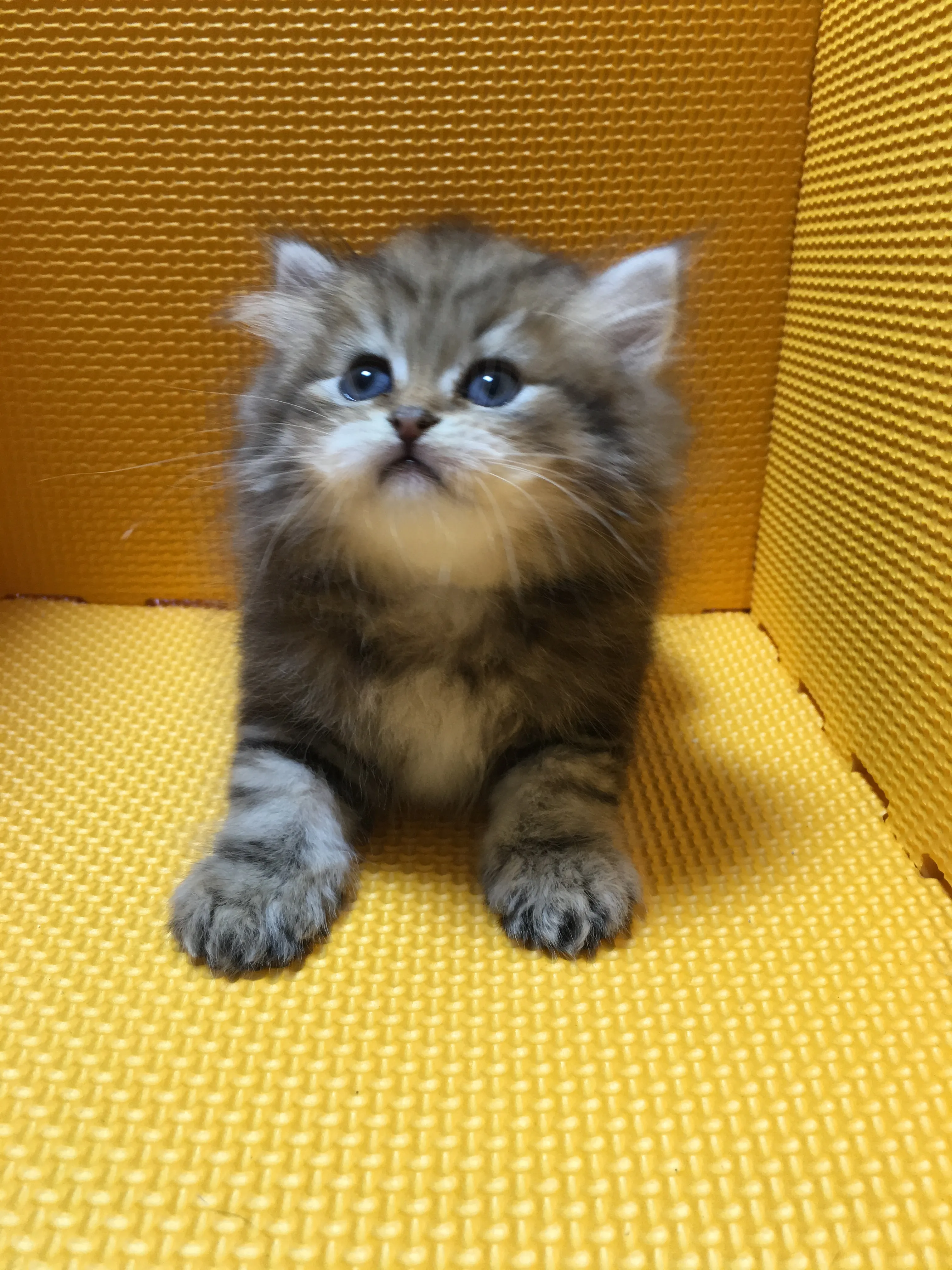 ID：1605-00237の子猫