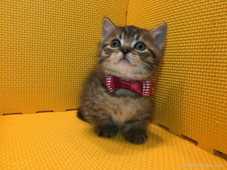 ID:1703-00999の子猫