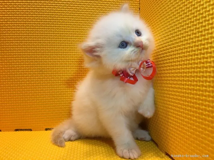 ID:1610-00664の子猫