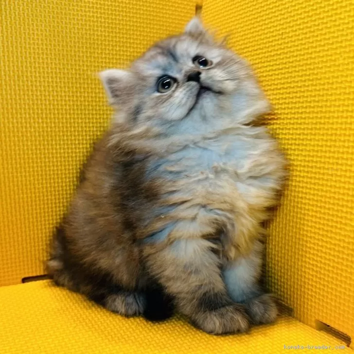 ID:2410-03256の子猫