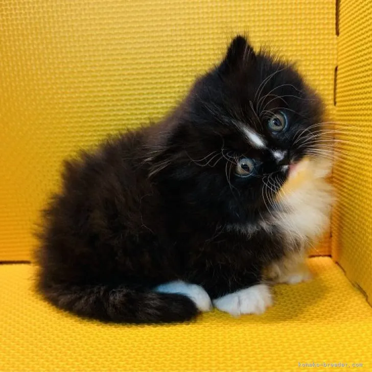 ID：2312-00106の子猫