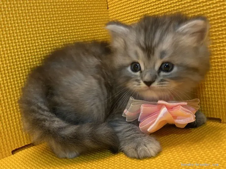 ID：2009-00764の子猫