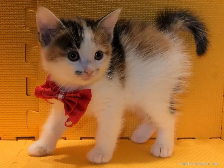 ID：1901-01193の子猫