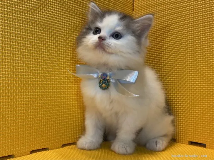 ID:2011-00598の子猫