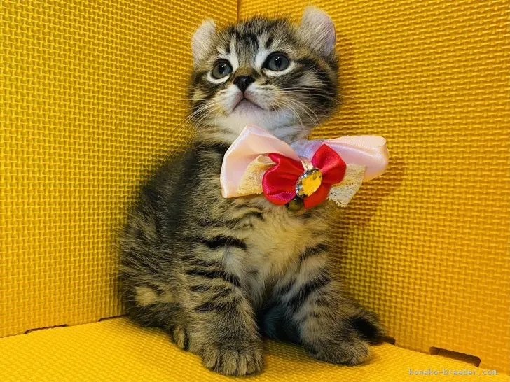 ID:2201-00365の子猫
