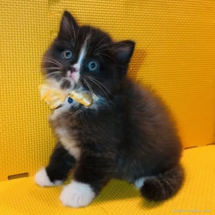 ID：2311-01430の子猫