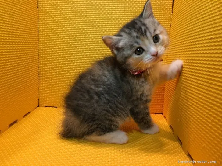 ID:1703-01000の子猫