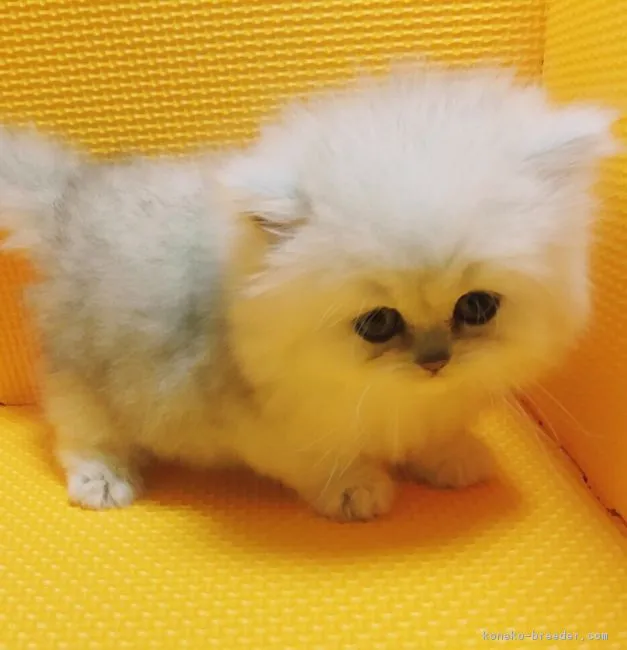 ID：1602-00455の子猫