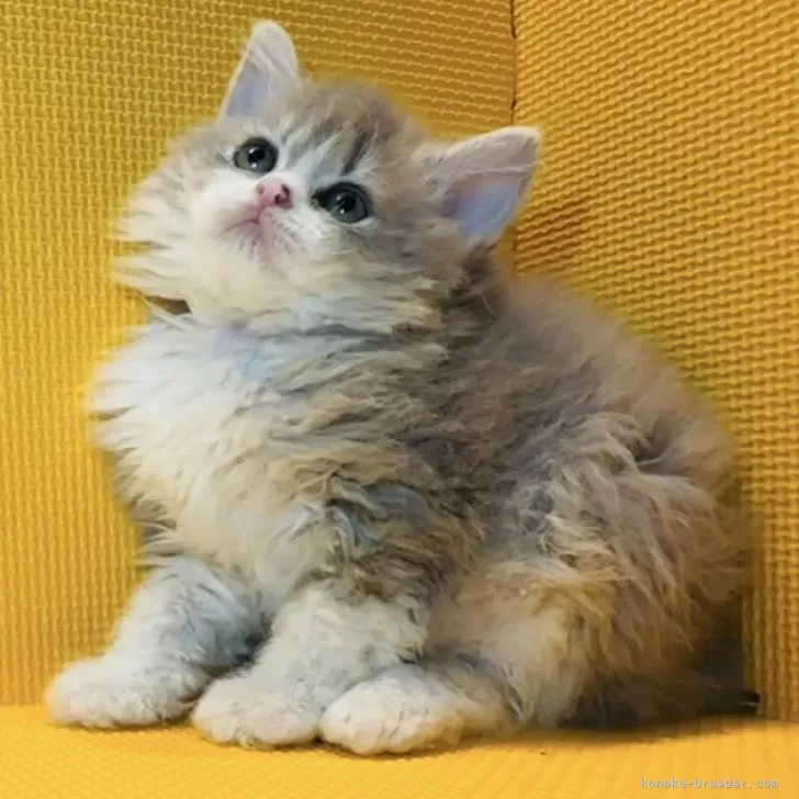 ID:2407-00100の子猫