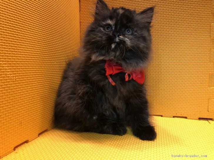 ゆり 様のお迎えした子猫