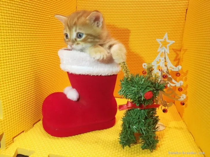 ID：1612-00232の子猫