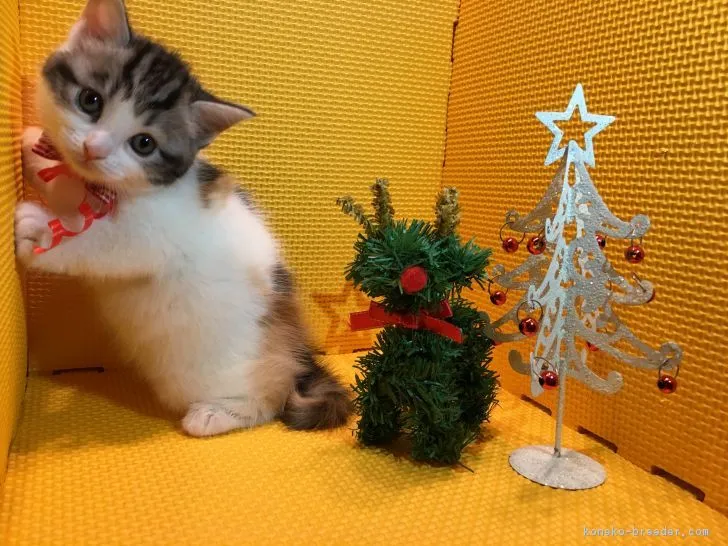 ID:1612-00237の子猫