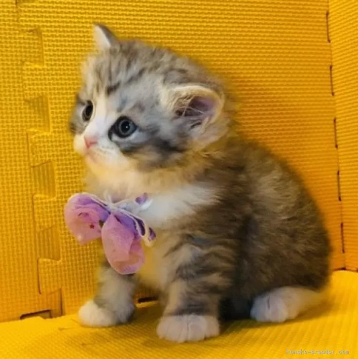 ID：2302-00604の子猫
