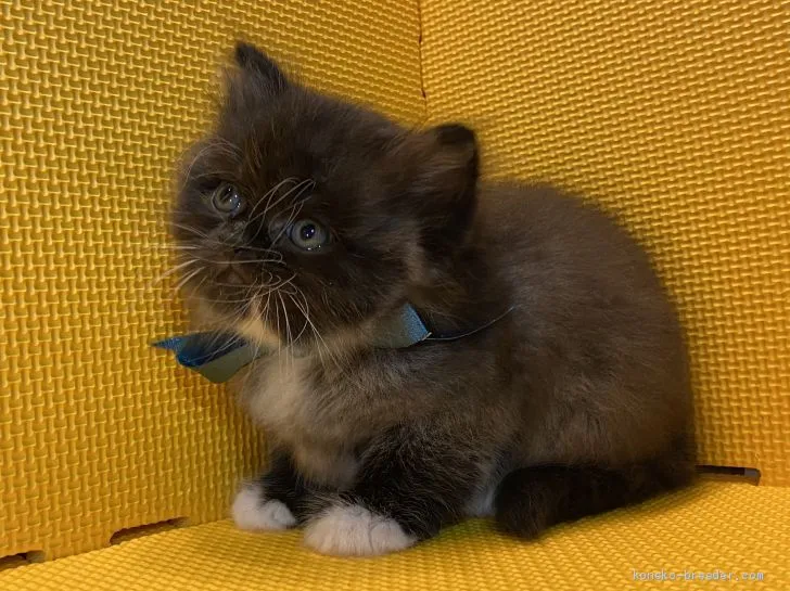 ID:2011-00580の子猫