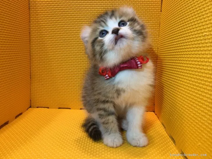 ID：1703-00787の子猫