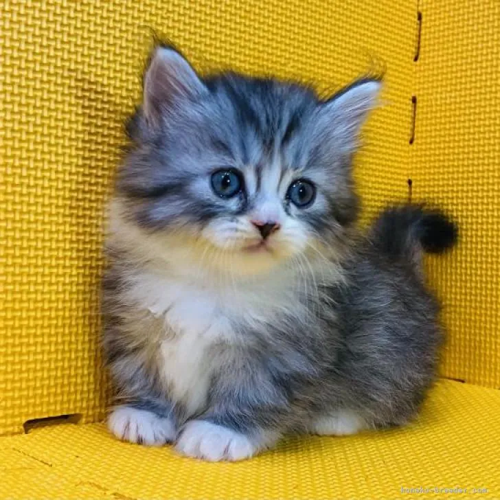 ID：2207-02676の子猫